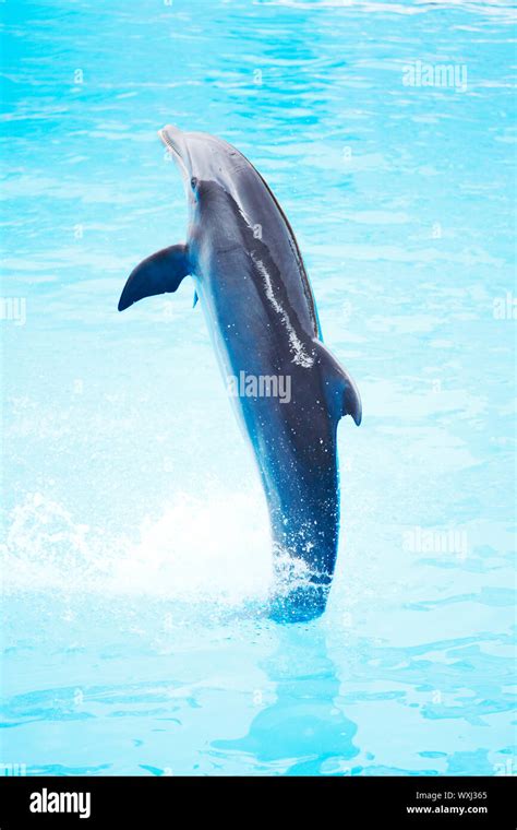 Dolphin dancing during dolphins show Stock Photo - Alamy