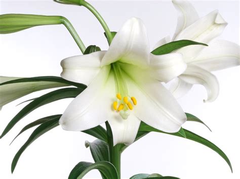 How To Care For Easter Lily Indoors