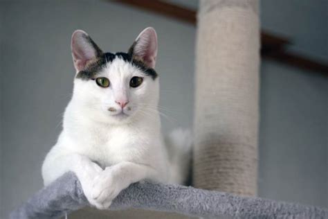 Japanese Bobtail Cat Breed: Size, Appearance & Personality