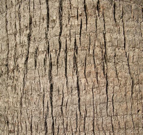 Free photo: Tree trunk texture - Abstract, Timber, Wood - Free Download - Jooinn