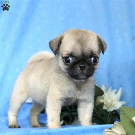 Veronica - Miniature Pug Puppy For Sale in Pennsylvania