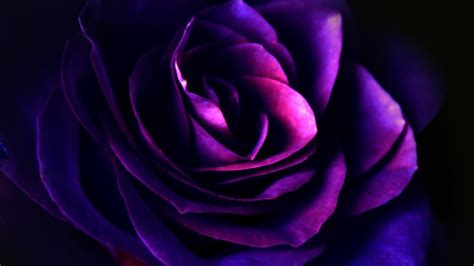 Dark Rose Purple Flower Petals HD Purple Wallpapers | HD Wallpapers | ID #75249