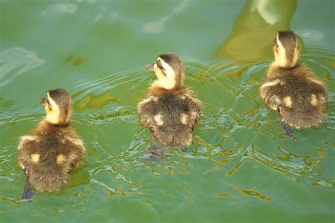 Baby ducks in a pond stock photo. Image of animal, animals - 297018