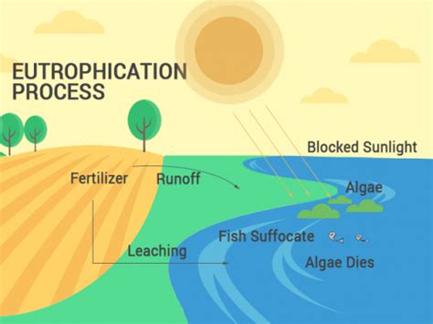 How Does Eutrophication Work? Causes, Process and Examples - Earth How