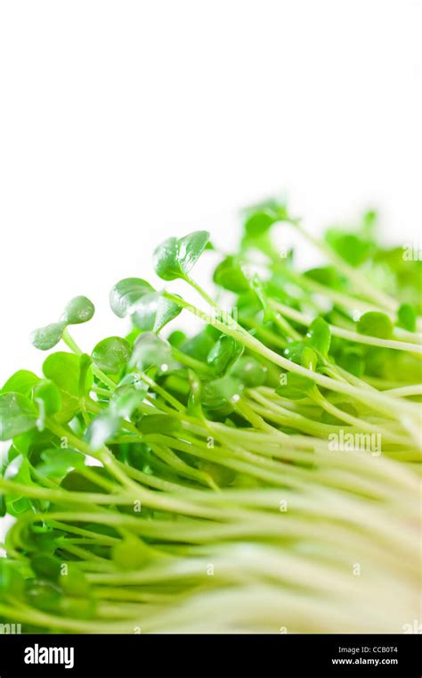 Daikon radish sprouts Stock Photo - Alamy