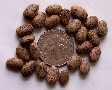 Photo of the seeds of Tepary Bean (Phaseolus acutifolius 'Blue Speckled') posted by farmerdill ...