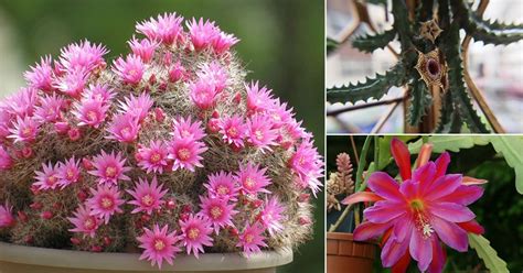 17 Best Flowering Succulents To Grow Indoors & Outdoors | Balcony Garden Web