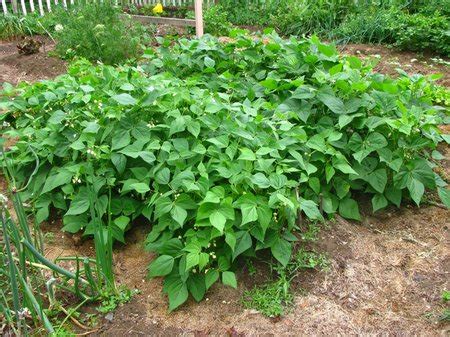 How to Grow Bush Beans? | www.coolgarden.me