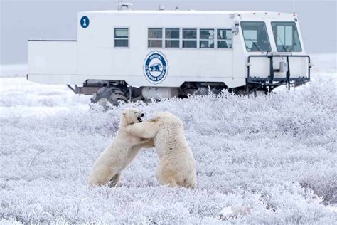 I Traveled to the World's 'Polar Bear Capital' to See These Wild Animals Up Close — Here’s What ...