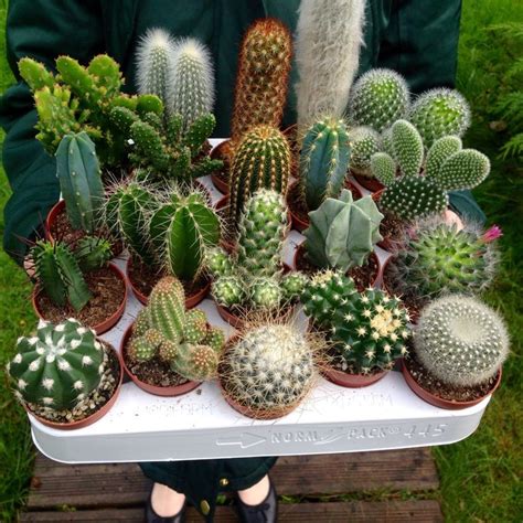 95 best Indoor Cactus Plants images on Pinterest | Succulents, Cactus plants and Cacti and ...