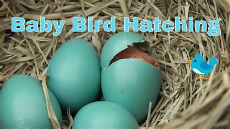 Baby Bird Hatching - YouTube