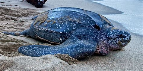 Leatherback Sea Turtle | National Wildlife Federation