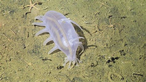 Sea pig • MBARI