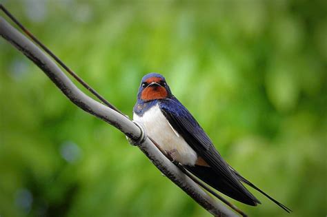 The Ultimate Guide to Swallow Bird Meaning & Symbolism