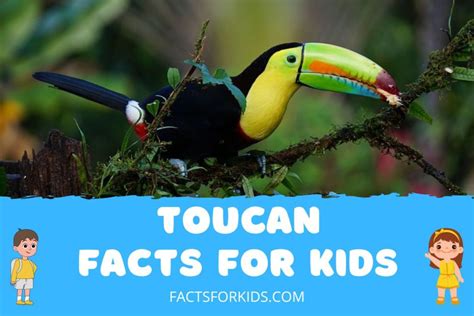 13 Toucan Facts for Kids to Ignite Their Curiosity – Facts For Kids