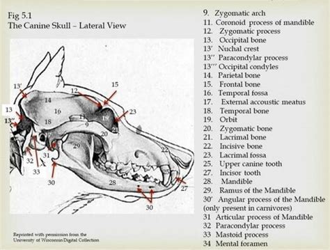 Anatomy of the Canine Spine - Physiopedia