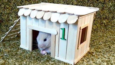 How to Make Little Hamster House – Very Easy & Quick DIY | Coisas de hamster, Brinquedos para ...