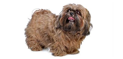 Brown Shih Tzu Coat Color Genetics and Buying Liver Shih Tzu Puppies