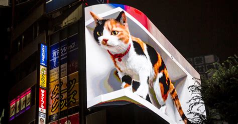 A giant 3D cat has emerged on a billboard in Tokyo