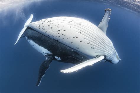 Humpback Whale Breeding