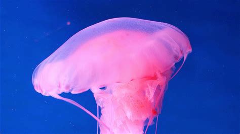 Pink Jellyfish Underwater 4K HD Animals Wallpapers | HD Wallpapers | ID #49436