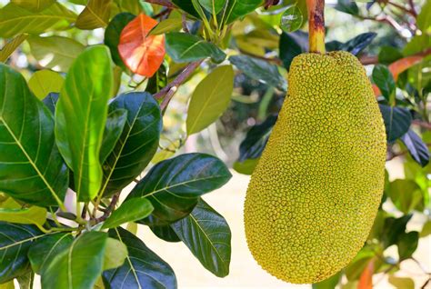 How to Eat Jackfruit