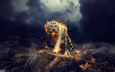 Hd White Tiger Wallpapers