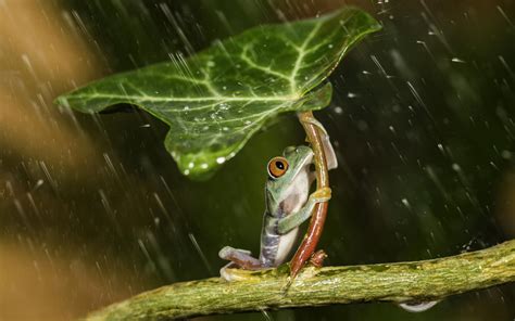 デスクトップ壁紙 : 葉, 自然, 植物, 雨, 水滴, 緑, 野生動物, HDR, 両生類, 動物相, 1920x1200 px, 脊椎動物, 閉じる, マクロ撮影, 木のカエル ...