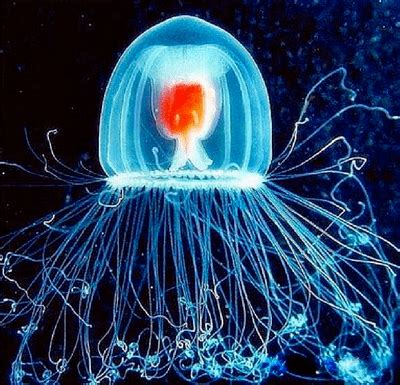 Turritopsis dohrnii - Alchetron, The Free Social Encyclopedia