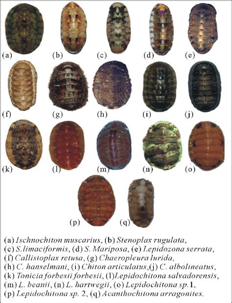 Species of Class Polyplacophora at the rocky intertidal zone on the... | Download Scientific Diagram