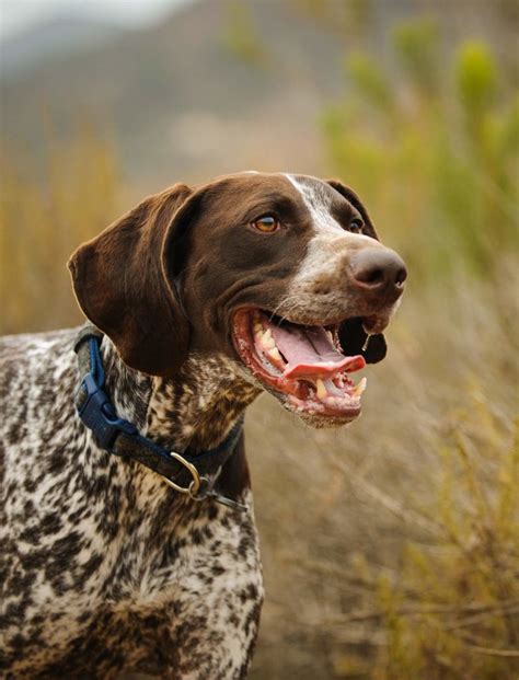 Best Large Dog Breeds – Which Are the Top Family Pets?