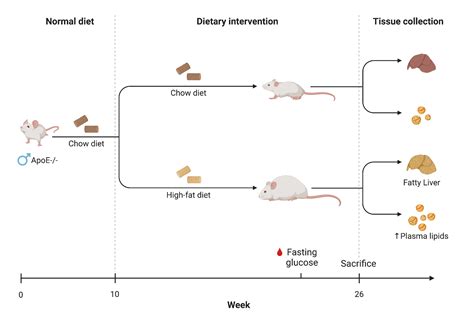 Mouse High Fat Diet Experimental Timeline | BioRender Science Templates