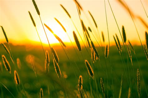 Sunset, field, summer, sun HD wallpaper | Wallpaper Flare