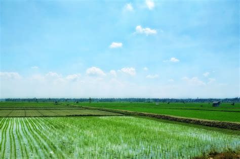 Sawah Pertanian Lahan - Foto gratis di Pixabay - Pixabay