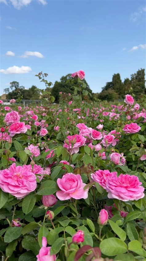 The Beauty Of English Roses | David Austin | Roald Dahl | Our English Roses are loved for their ...