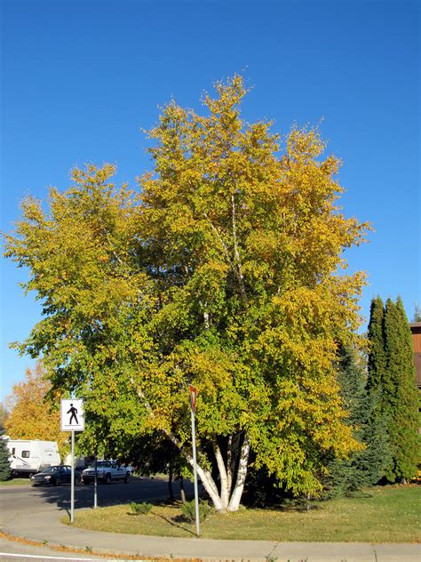 Betula papyrifera | Plants Direct – Victoria, BC