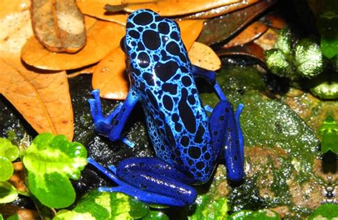 Poison Dart Frog - Description, Habitat, Image, Diet, and Interesting Facts