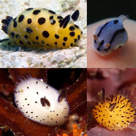 These “sea bunnies”, a species of sea slug called Jorunna parva : r/aww