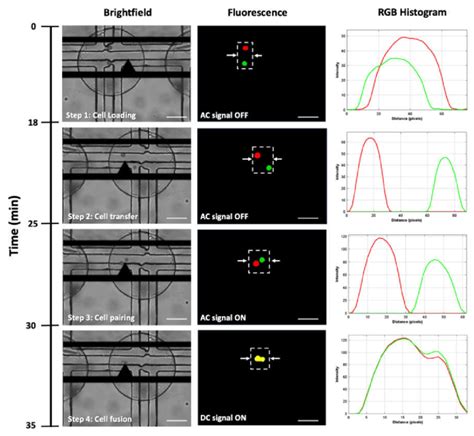 A magnified image sequence for cell electrofusion process along with... | Download Scientific ...