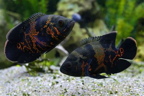 Oscar Fish Breeding Guide (Answers to Common Questions) - Avid Aquarist