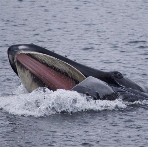 Blue whale feeds on a giant krill patch off the coast of NZ : whales