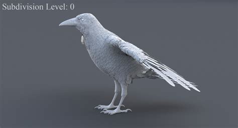 3D Crow Animated — Missset