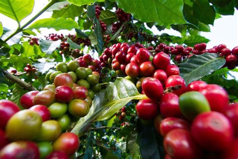 Coffee Farming | Greenlife | 2025 Update