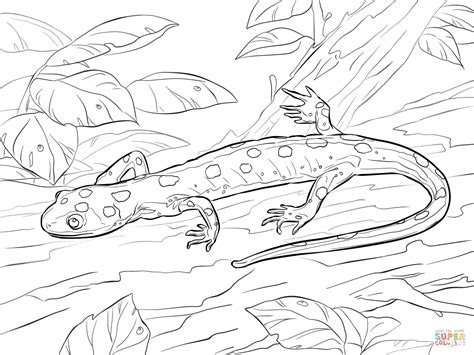 Yellow-spotted salamander coloring page | Free Printable Coloring Pages