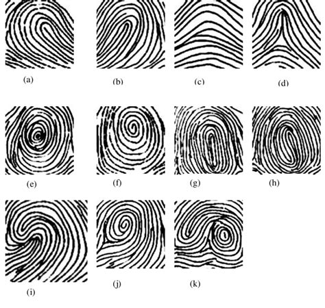 3: Basic patterns of fingerprints-(a) Ulnar Loop (b) Radial Loop (c ...