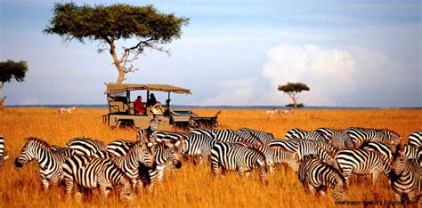 African Safari Landscape | Wallpapers Gallery