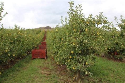 Apple tree spacing guide 🍎 🌳 Ensure healthy growth and fruitful yields