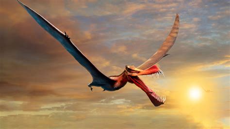 Fossils of pterosaur dinosaur in Australia like a real life dragon