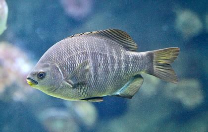 Fish Identification: Surfperch