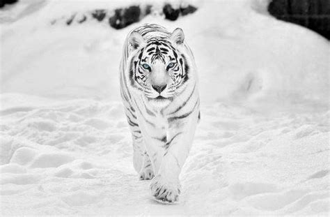 Siberian White Tiger 4k Wallpapers - Wallpaper Cave